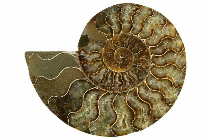 Cut & Polished Ammonite Fossil (Half) - Madagascar #336783